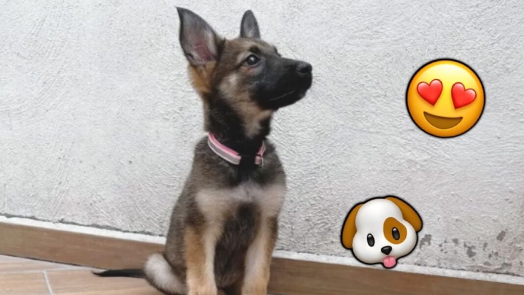 Adopta a Rosalía, cachorra de pastor alemán en la Ciudad de México