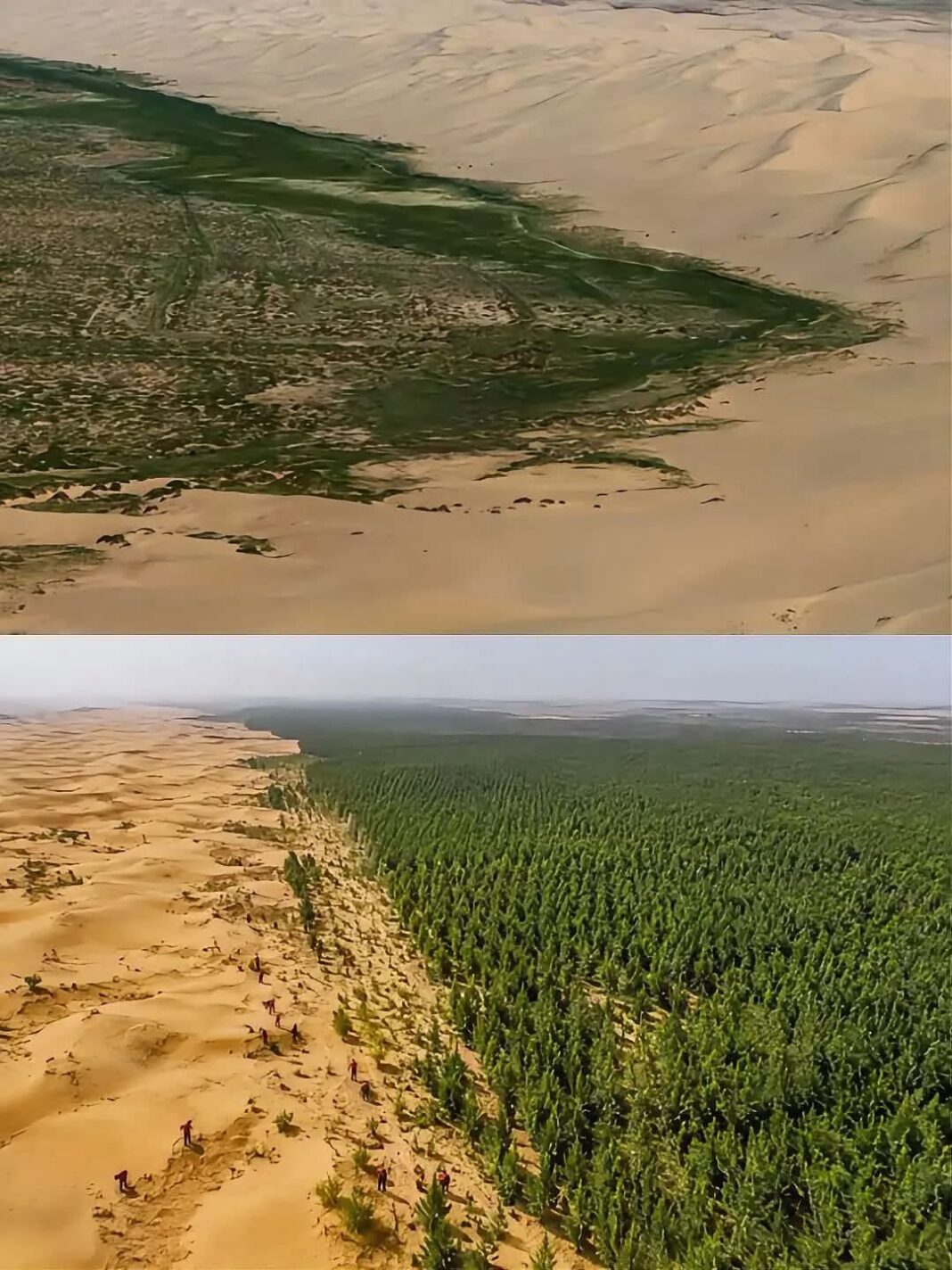 China impulsa muralla verde para frenar avance del desierto