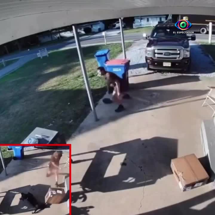 Conductor de UPS arroja caja contra perro en Veracruz