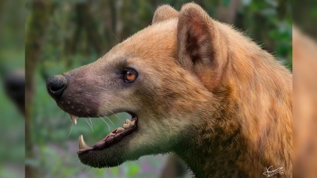 Descubren nueva especie de perro oso en Cataluña con 15.9 millones de