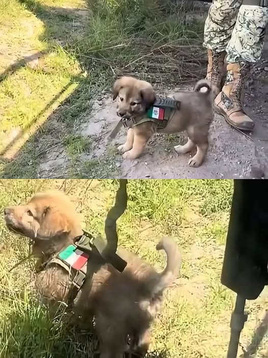 Ejército Mexicano adopta perrito abandonado en Puebla