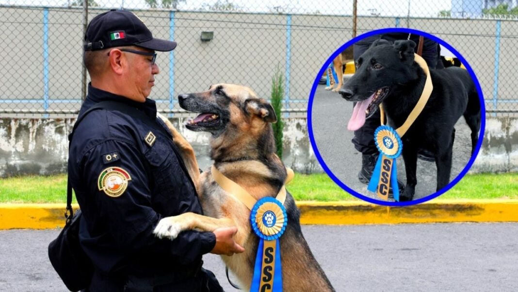 Jubilan a seis perros K9 tras ocho años de servicio en CDMX