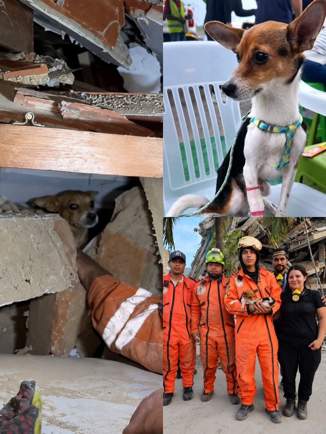 Milo, perro rescatado tras 12 días bajo escombros en Caracas