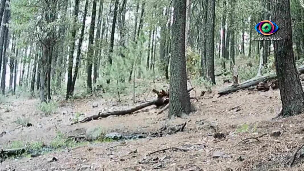 Registro poco frecuente del oso negro en la Sierra Madre Occidental