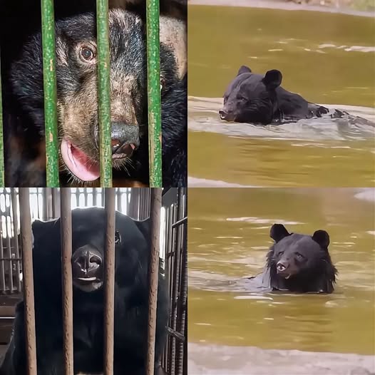 Osos rescatados en Vietnam descubren el agua por primera vez