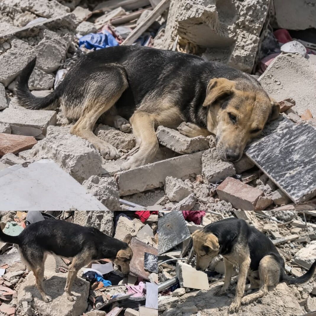 Perrito busca incansablemente a su familia entre escombros en Venezuel
