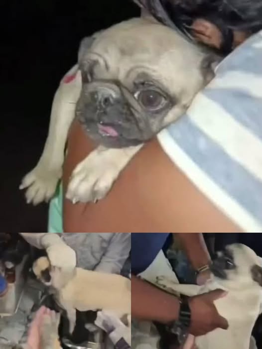 Perro resiste 8 días atrapado y se reencuentra con su dueña