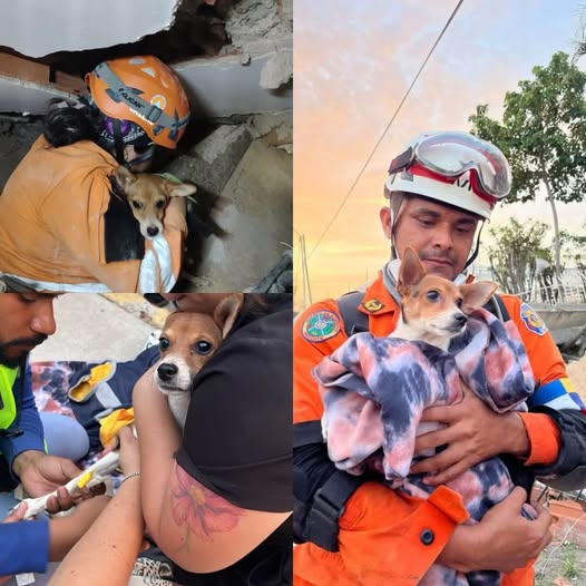 Rescatan a perrito vivo entre escombros en Venezuela