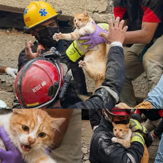 Rescate de gatito en Venezuela conmueve por su valentía