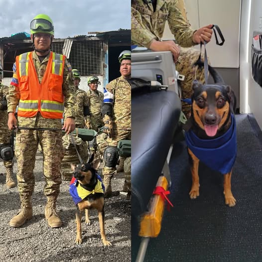 Rescatistas de El Salvador adoptan a perrita rescatada en Venezuela