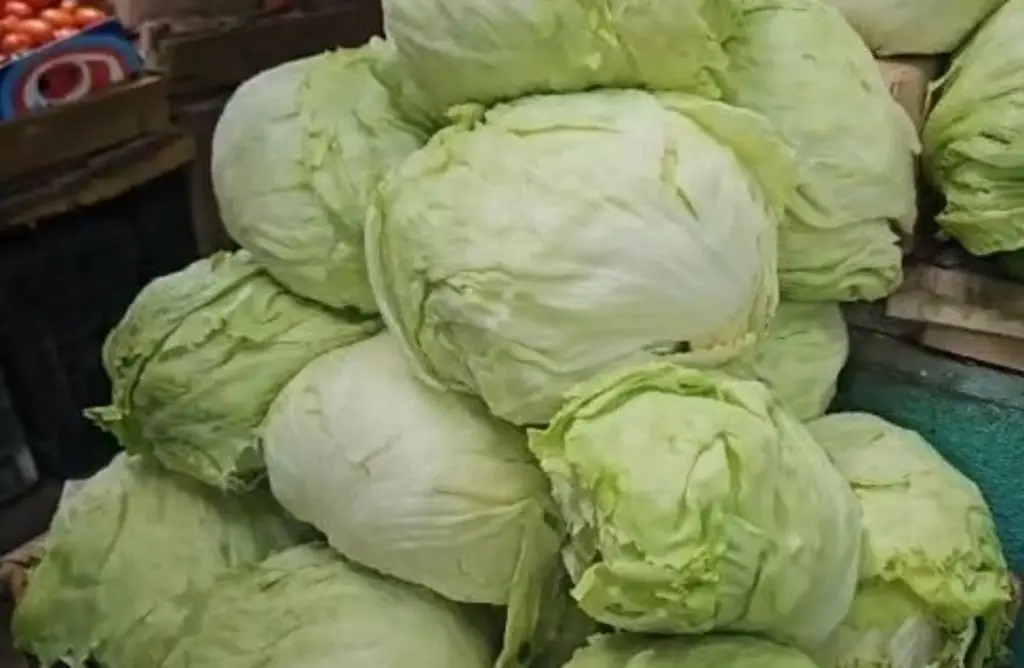 Caen ventas de lechuga en Poza Rica por rumores de ciclosporiasis
