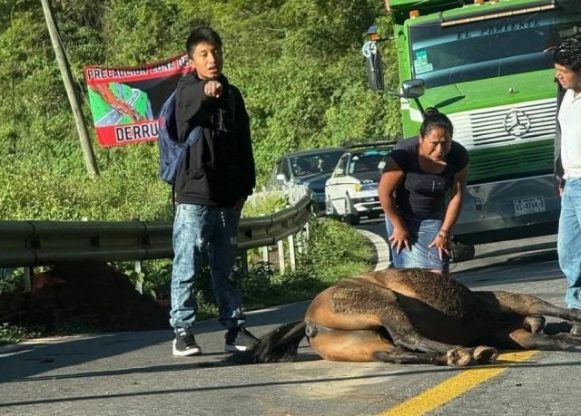 Accidente entre autobús y caballo en la carretera Orizaba-Zongolica