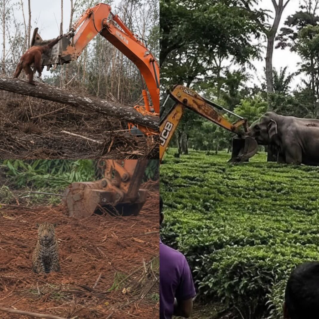Animales enfrentan maquinaria que destruye su hábitat natural