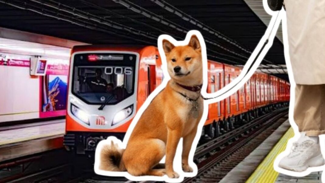 Ciudad de México propone permitir ingreso de mascotas al transporte pú