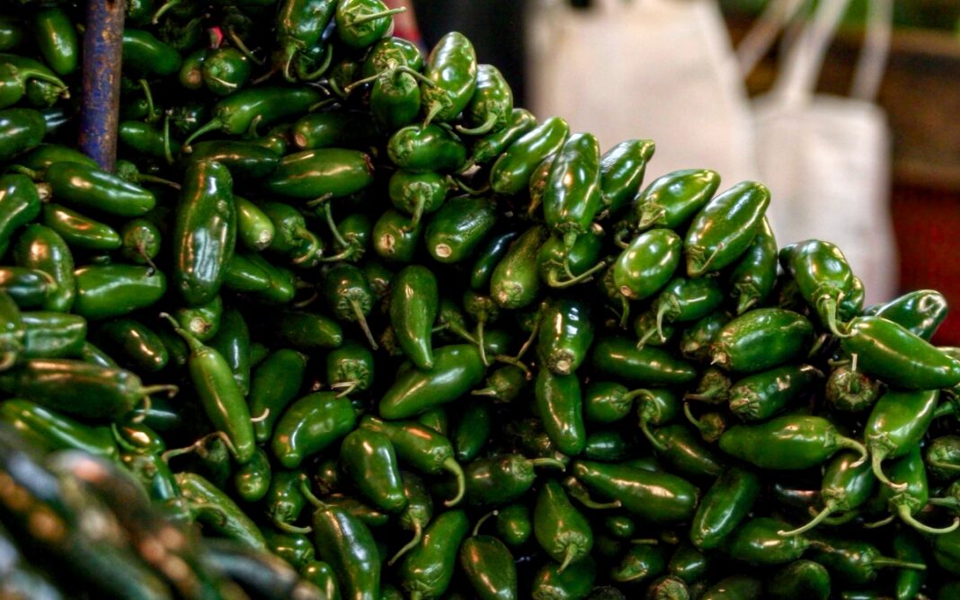 Cofepris descarta Salmonella Javiana en chiles jalapeños de Nuevo León