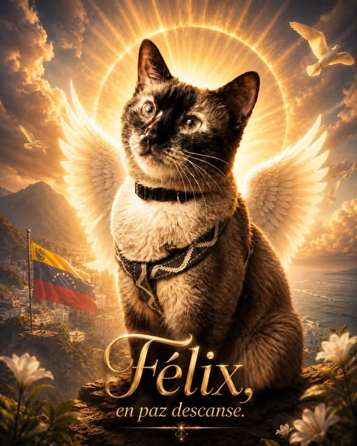 Félix, el gato que sobrevivió 37 días tras terremotos en La Guaira