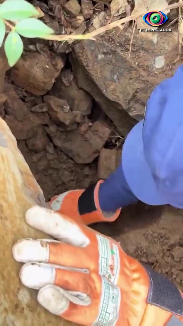 Gato rescatado con vida tras terremoto en Colombia