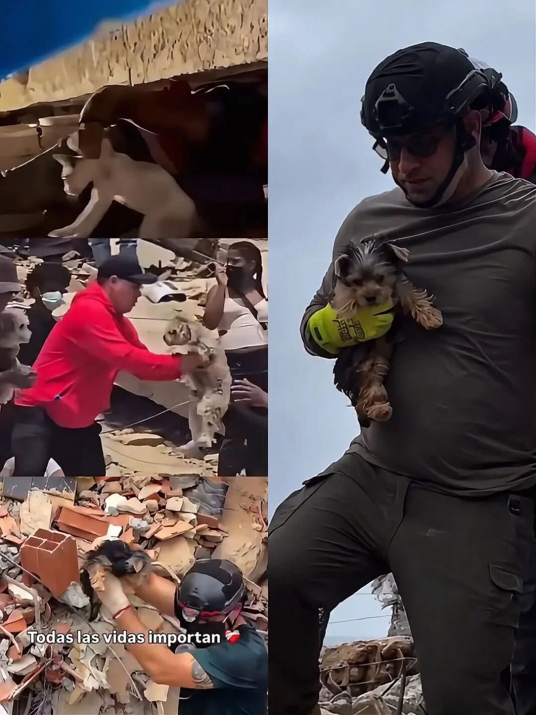 Héroes anónimos rescatan personas y animales tras terremotos en Colomb