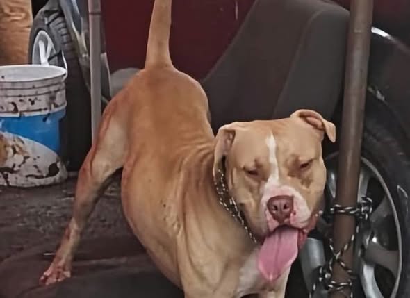 Hombre muere tras ataque de perro pitbull en Indios Verdes