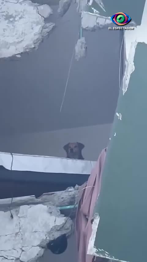 Kiara, la perrita que sobrevivió 24 horas tras el terremoto en Colombi