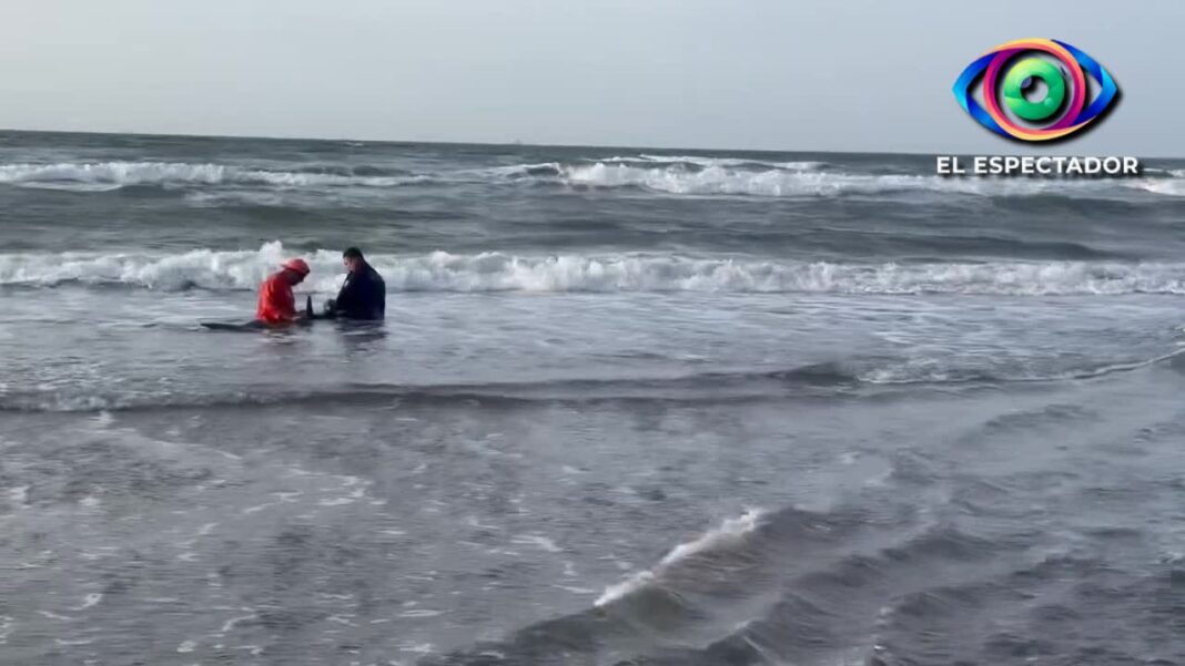 Muere delfín tras quedar varado en playas de Coatzacoalcos