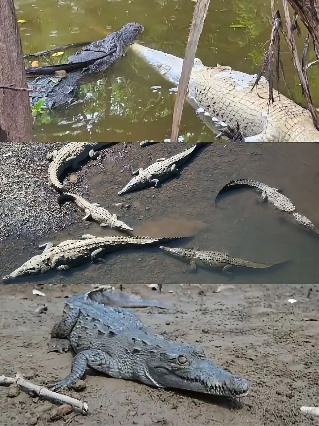 Mueren 11 cocodrilos en Puerto Vallarta en pocas semanas