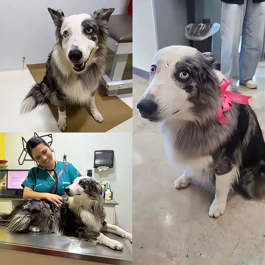 Munek, la perrita rescatista de Cancún, lista para misión en Colombia