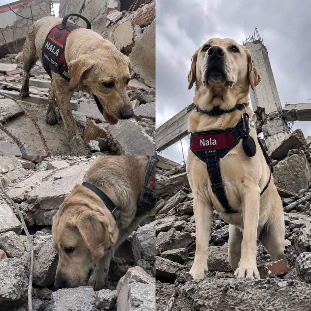 Nala, la perra rescatista de 8 años que salva vidas en Colombia
