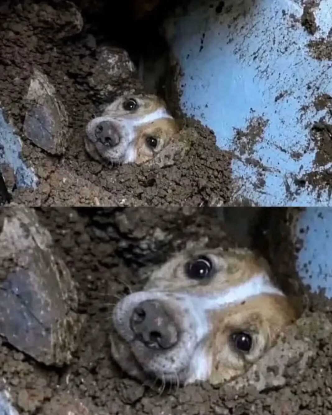 Perrito se salva tras terremoto en Cali gracias a sus ladridos
