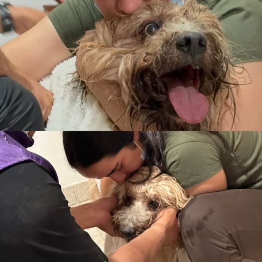 Perro atrapado bajo escombros en Colombia es rescatado tras horas