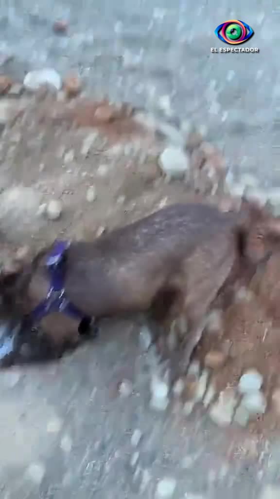 Perro ayuda en el entierro de su amiga mascota en emotivo video