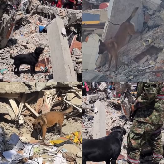 Perros rescatistas continúan labores en zonas de desastre