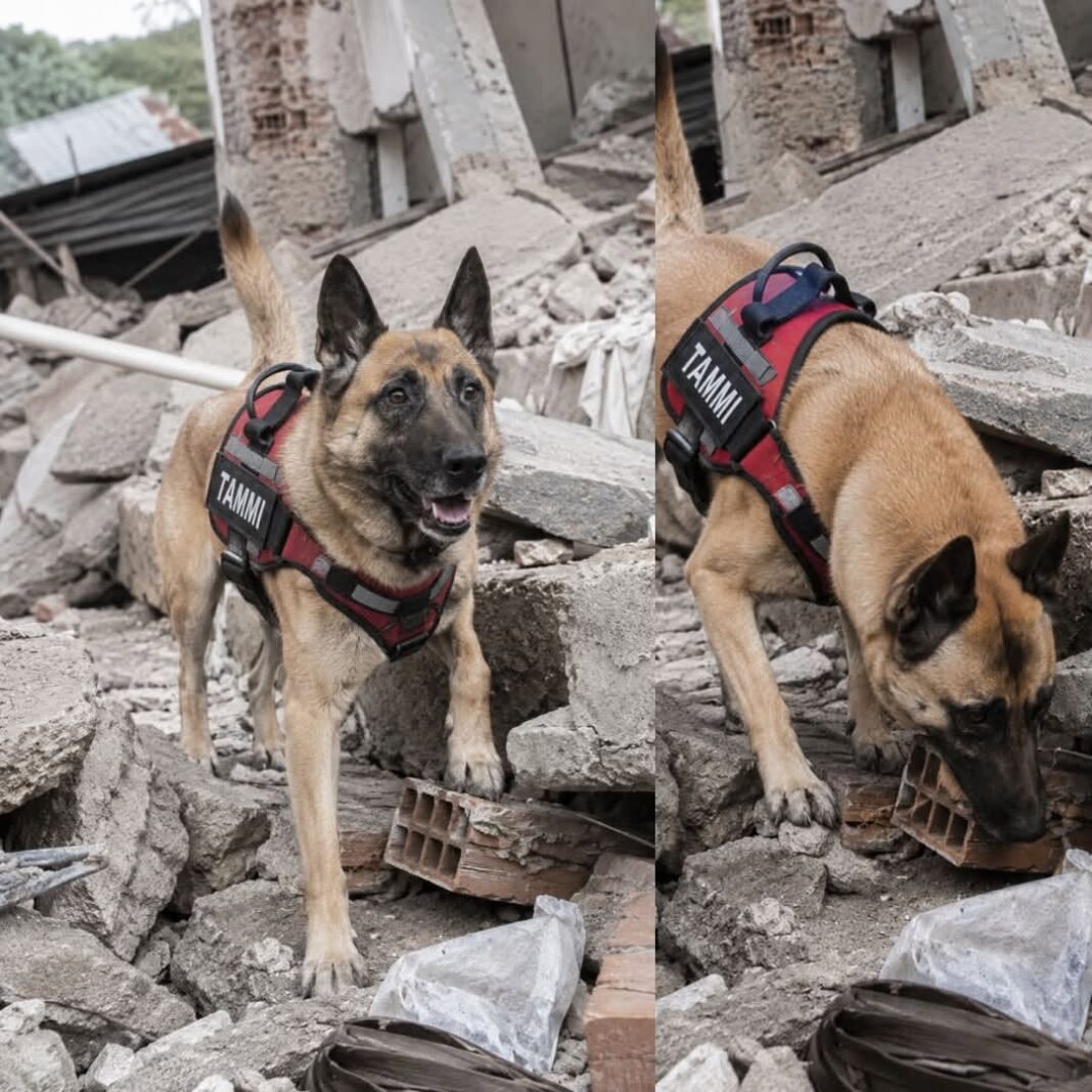 Tammy, la perrita rescatista que encontró vida entre escombros en Colo