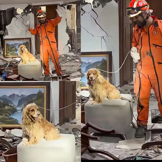 Topos mexicano rescata a perrito atrapado en escombros en Colombia