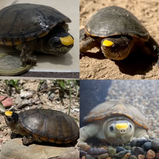 Tortuga casquito de Vallarta, la más pequeña del mundo, en riesgo por